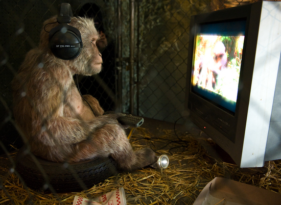 Monkey Watching TV thumb 550x402