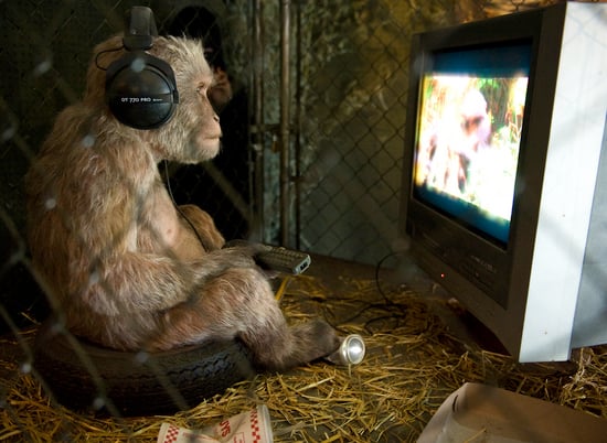 Monkey Watching TV thumb 550x402